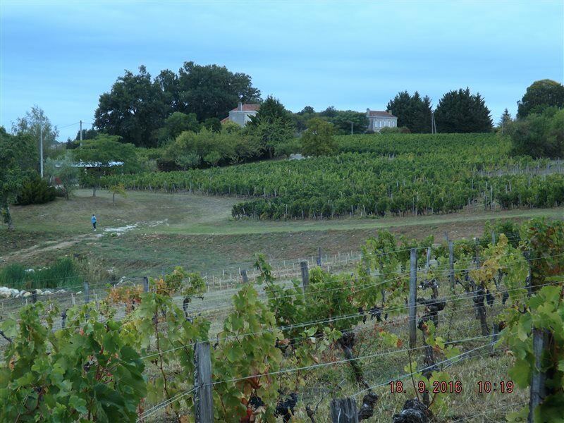Clos Vieux Rochers Vineyard Puisseguin المظهر الخارجي الصورة